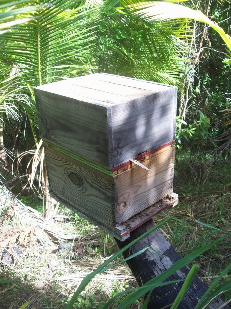 Beekeeping in Jamaica Beesource Beekeeping Forums